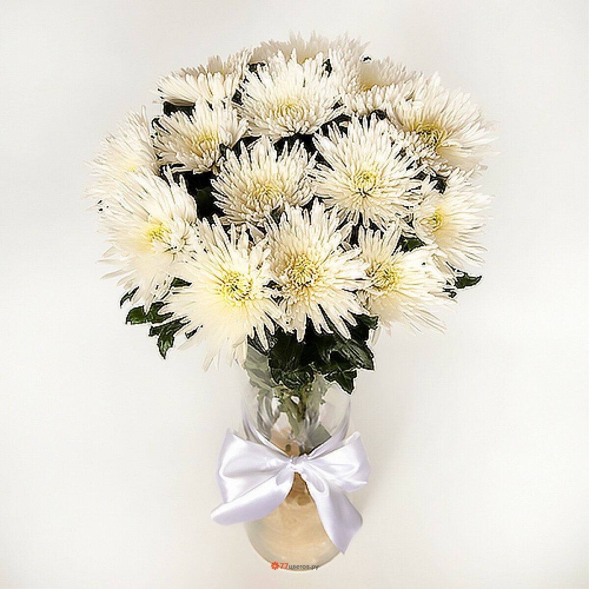 Хризантемы белые одиночные Анастасия
