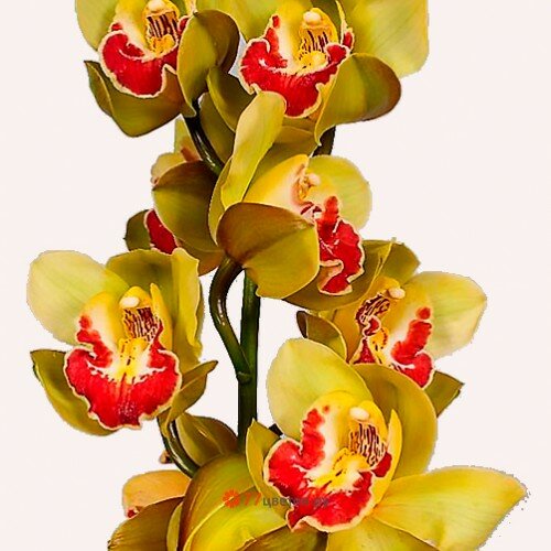 Орхидея "Цимбидиум"