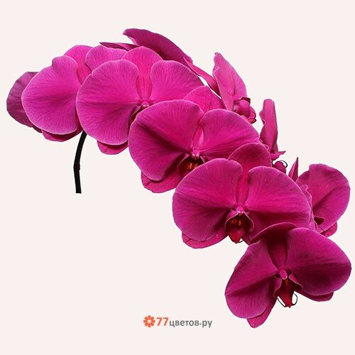 Орхидея "Дендробиум"