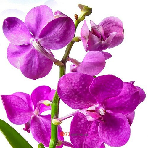 Орхидея "Ванда"